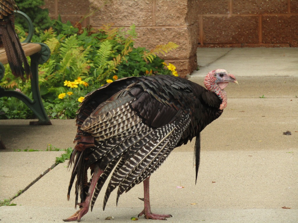 a wild turkey showing off its leg